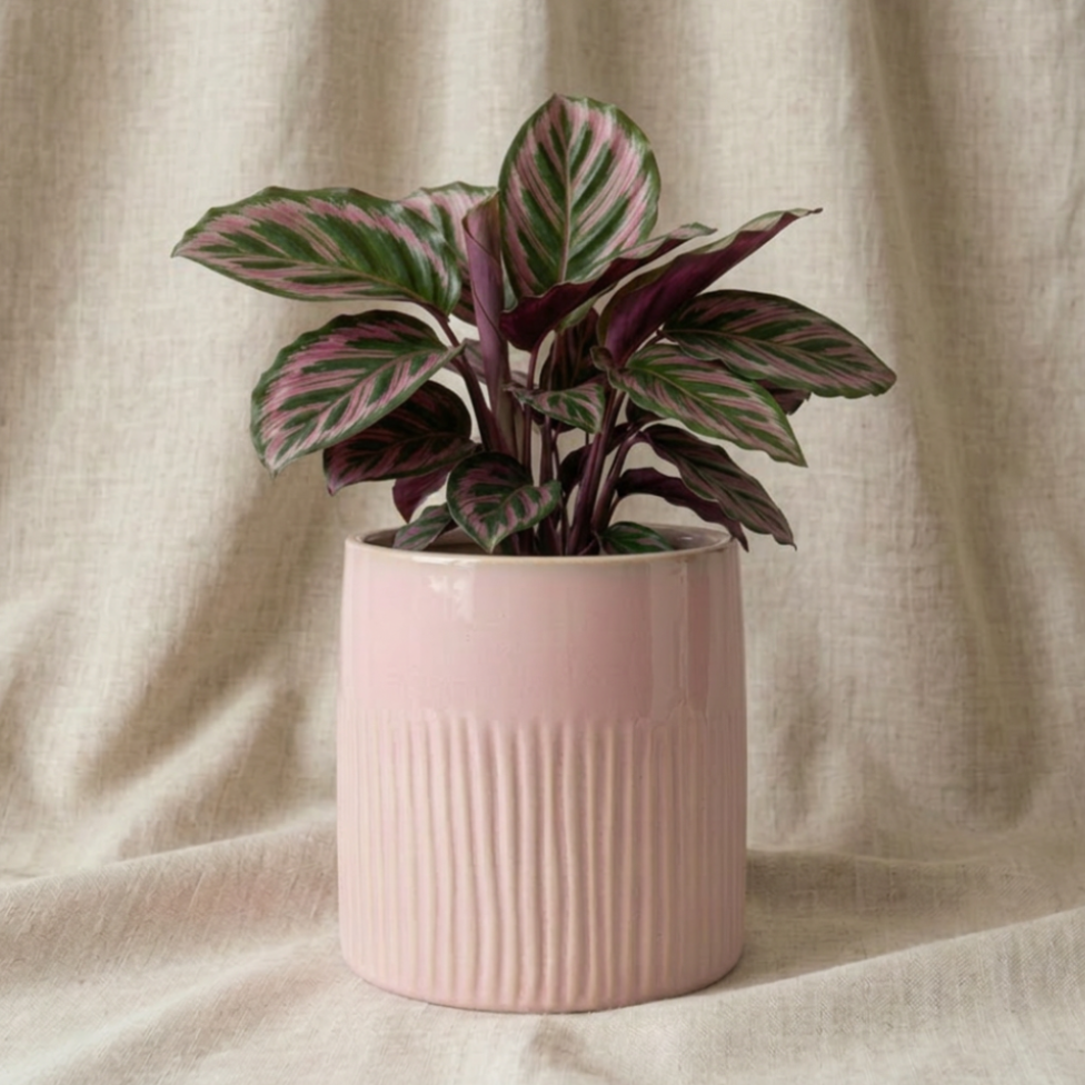 Una planta para tu casa (y para tu sistema nervioso)
